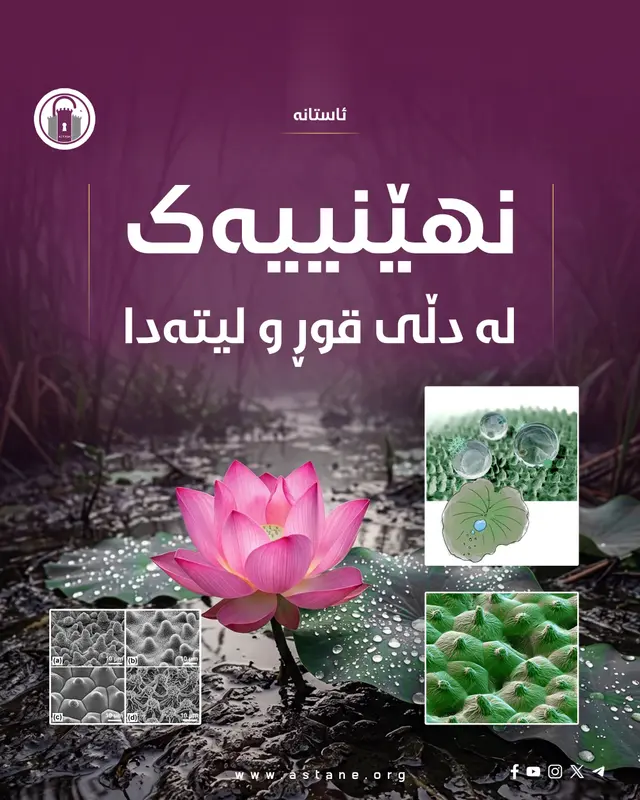 نهێنییەک لە دڵی قوڕ و لیتەکاندا