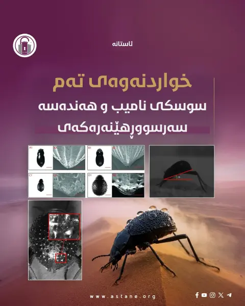 خواردنەوەی تەم... سوسکی نامیب و هەندەسە سەرسووڕهێنەرەکەی