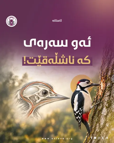 ئەو سەرەی کە ناشڵەقێت!