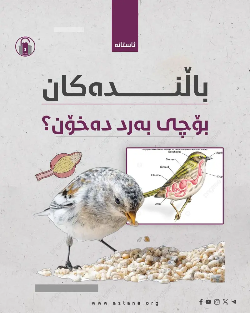 باڵندەکان بۆچی بەرد دەخۆن؟
