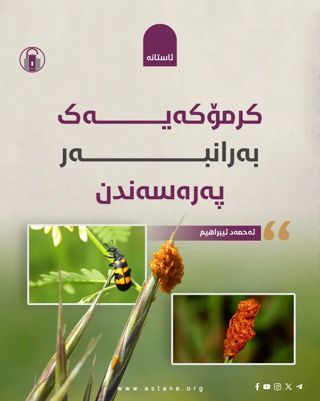 کرمۆکەیەک بەرانبەر پەرەسەندن