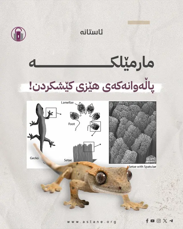 مارمێلکە، پاڵەوانەکەی هێزی کێشکردن!