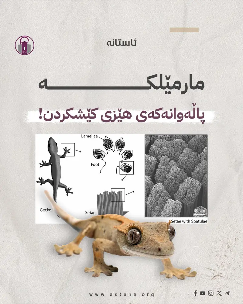 مارمێلکە، پاڵەوانەکەی هێزی کێشکردن!